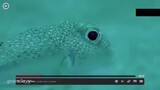 Small Pufferfish can do that?!