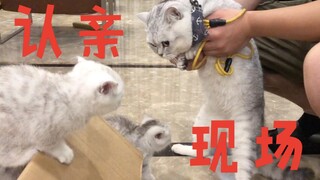 猫爸第一次见小奶猫....这是不是全站最狗的猫爸？