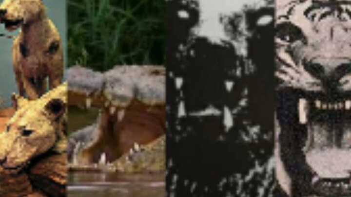 แนะนำสัตว์ร้ายกินเนื้อมนุษย์ที่อันตรายที่สุด 4 ชนิดของโลก