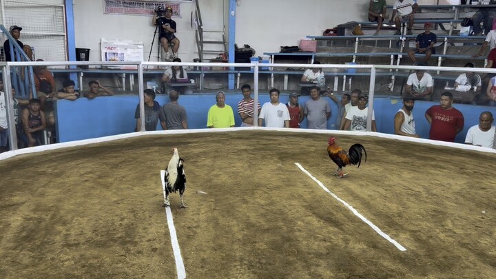 3 hits Noveleta Cavite first fight loss Hatch Grey