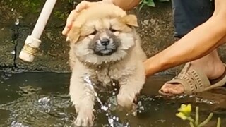Dayung anjing sudah tertanam dalam tulang-tulangku.