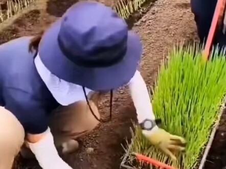 [เทคโนโลยีการปลูกต้นกล้าแบบโซ่กระดาษ] วิดีโอล่าสุดออนไลน์แล้ว โปรดติดตาม!
