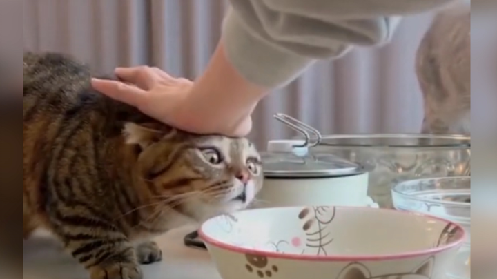 The current state of today’s cats: they’re no good at anything, but eating? They’re number one!