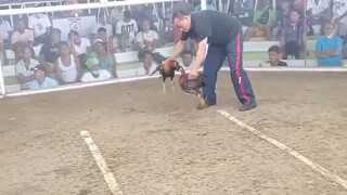 Champion Setsuna Sweater Balagtas Batangas City