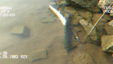 Olahraga|Memancing Seekor Ikan Elopichthys bambusa