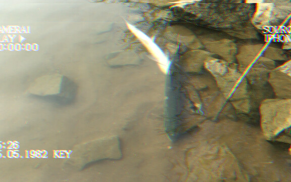 กีฬา|ได้ตกปลาแบมบูซ่าตัวหนึ่งไว้