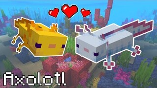 Minecraft 1.17: Cách Thu Phục/ Nuôi Và Sinh Sản Kỳ Nhông (Axolotl) Trong Minecraft PE