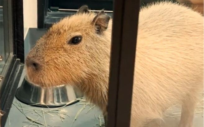 “Kan sudah bilang jangan ditutup”(｡ ˇ‸ˇ ｡)