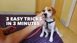 PAANO ITURO ANG SIT, STAY, & COME | Dog Basic Tricks (PART 2)