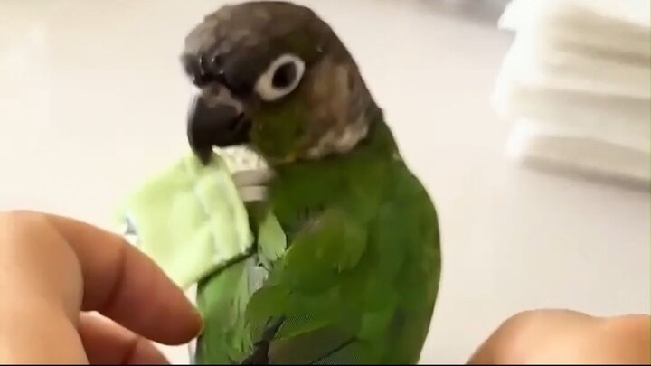 The $10 Invention That Lets Birds Roam Free 🦜