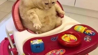 "Cute and funny cats—sharing them with you, my lovely friend!"