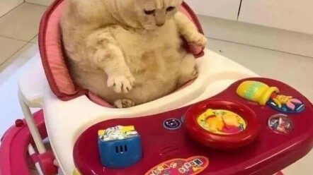 “Những chú mèo dễ thương và ngộ nghĩnh, xin chia sẻ với bạn dễ thương của tôi”