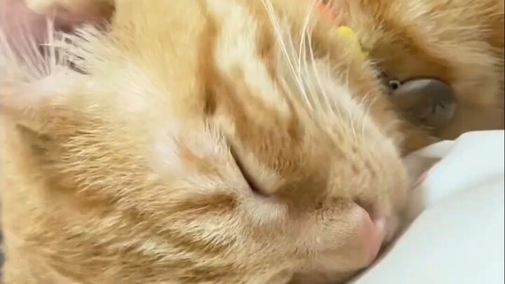 Làm cho Mimi bị bóng đè rồi còn nữa