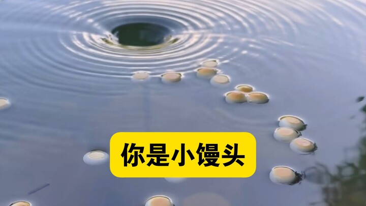 Giả như bạn là chiếc bánh bao nhỏ