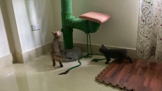 Cuộc sống những ngày giãn cách của bé mèo ALN Golden và xám xanh