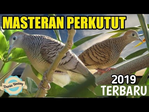 MASTERAN PERKUTUT TERBARU ( Di Jamin Perkutut Yang tidak Mau Bunyi Langsung Ikut Nggacor )