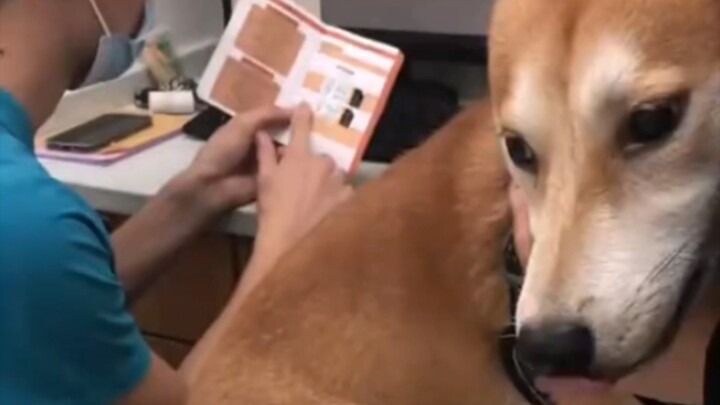 The dog goes to the vet and is visibly terrified.