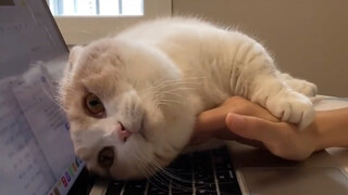 "Cats who act like spoiled cats have the best life"