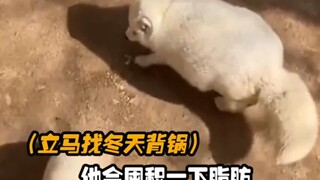 #anjing #rubah #panda raksasa  Seberapa keras sih mulut penjaga hewan ini!