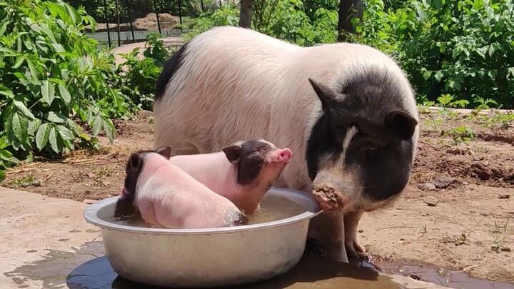 Mommy Pig with her kids!