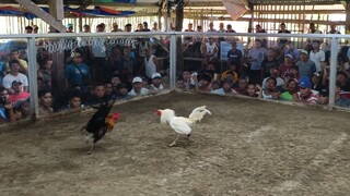 Remil-1 2nd payt for champion W