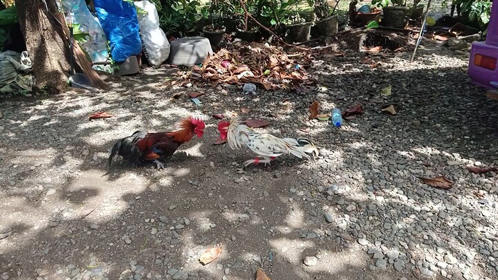 McLean Hatch VS Leiper Grey x White Kelso