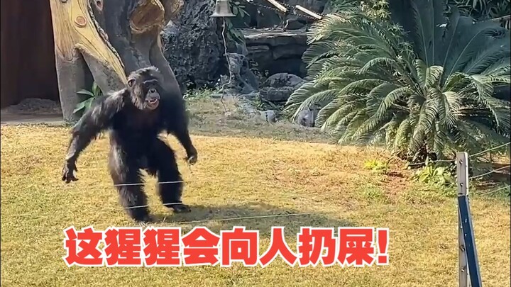 This gorilla throws poop at people!