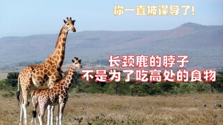 I've been misled! It turns out that the giraffe's neck is not because of eating.
