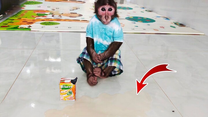 Mencuri minum susu, Mama pasti tidak akan menyadarinya! Lagipula aku sudah membersihkan tempat kejad