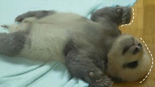 [Hewan]Bayi panda tidak tahu cara membalikkan badan