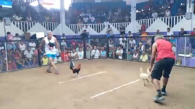 Raptor Sweater Broodcock | 2 Hits Ulutan | December 30, 2025 (1st Fight Win)