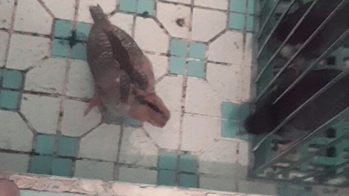 mga sisiw na lumaki sa cr gaano sila kaligsi