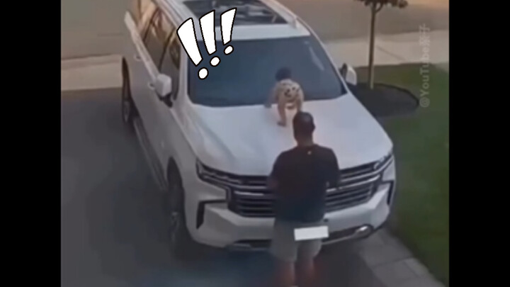 The baby shakes off dad and climbs onto the car roof by himself—dangerous‼️