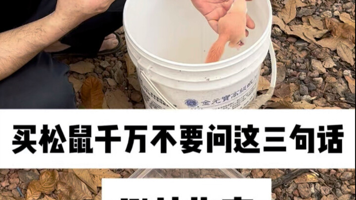 [دليل تجنب الحفر] لا تسأل هذه الأسئلة الثلاثة عند شراء السناجب. المزرعة تعلمك كيفية اختيار السناجب.