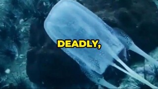 Box Jellyfish: The World’s Most Venomous Sea Creature