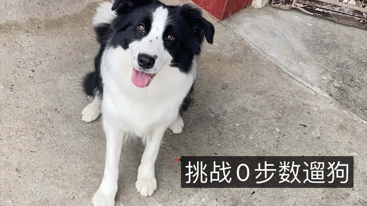 0 langkah jalanin anjing, tuannya nggak melangkah sama sekali—tapi malah bikin border collie-nya cap