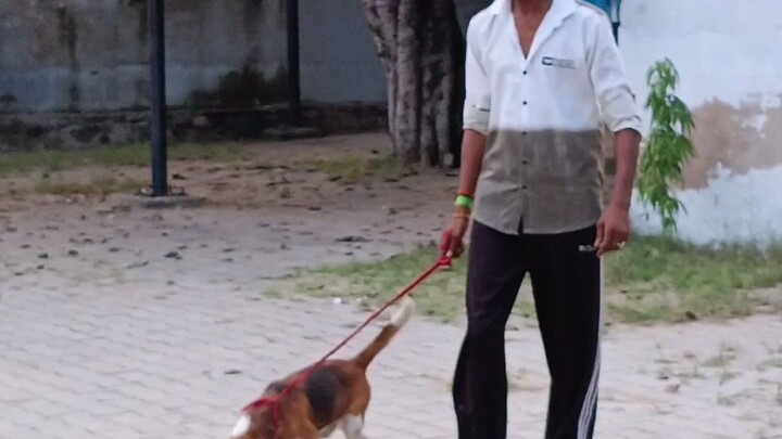 kumar pet