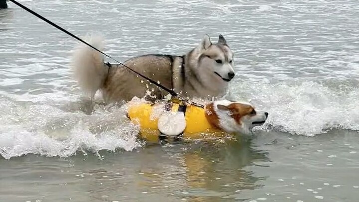 How much fun can a corgi and a husky have at the beach?