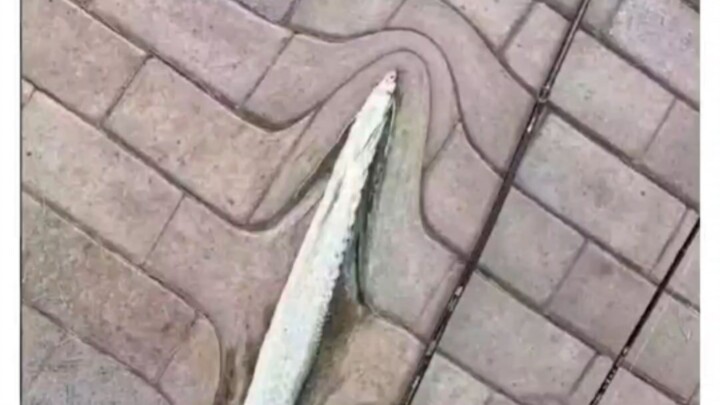 Sedang memancing, malah menangkap ikan raksasa dari dimensi terdistorsi 😰