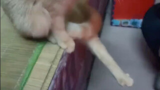 喜欢烤脚丫子的小猫