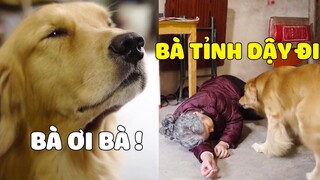 Lộ Hố | Lộ Hố Đau Lòng Nhìn Bà Ra Đi Trong Nước Mắt 😥 Gâu Đần Official