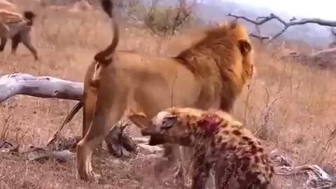 lion vs hyena