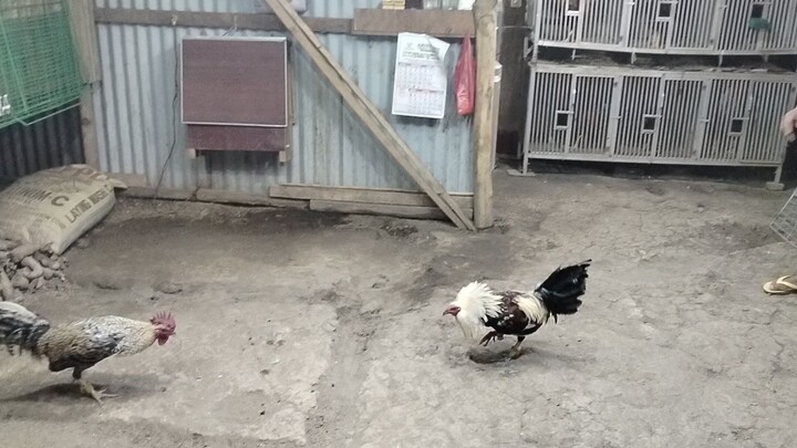 HEME's grey vs super bulik