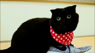 Ketika seekor kucing jatuh cinta pada sepatu……