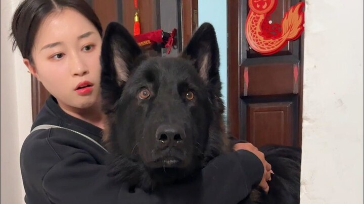 Hari ini ketemu Samoyed hitam saat jalan-jalan, tapi kok rasanya ada yang aneh ya?