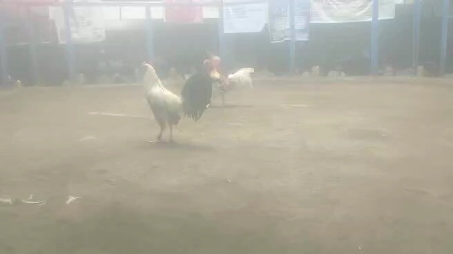 REGULAR GREY IN ACTION CHAMPION PILAY PA KALIWA PAA #TEAMFTB @villanuevacockpitarena iriga city