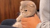 Funny Animal Videos 2022 ðŸ˜‚ - Funniest Cats And Dogs Videos ðŸ˜ºðŸ˜�