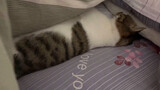 【狸花猫】电热毯没关，已经热得横着睡了…