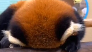 Red panda: Burying my head, I don't want to see you.
