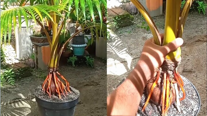 CARA MEMBUAT BONGGOL BONSAI KELAPA YANG IDEAL